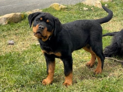 Les chiots de Rottweiler