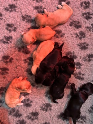 Cocker Spaniel Anglais