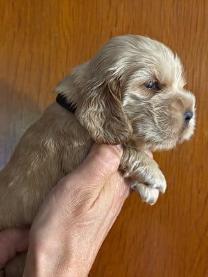 Les chiots de Cocker Spaniel Anglais