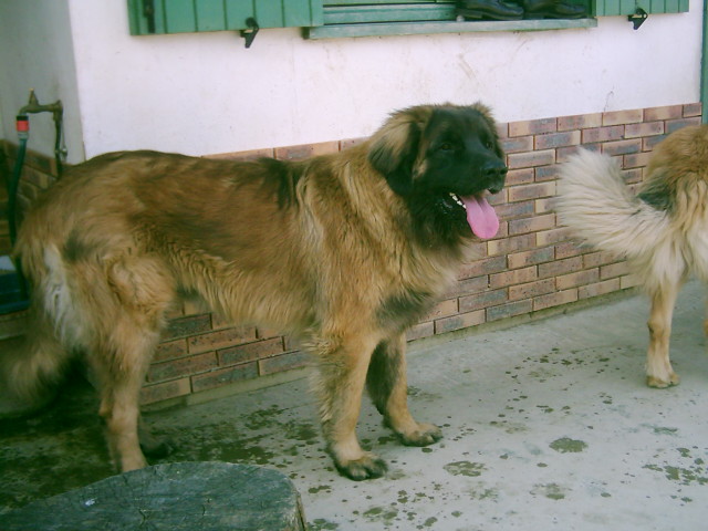 Sherlock de la Citadelle D'Hermance