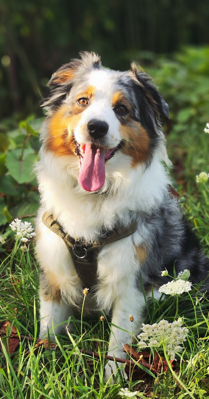 Tika de la Citadelle D'Hermance