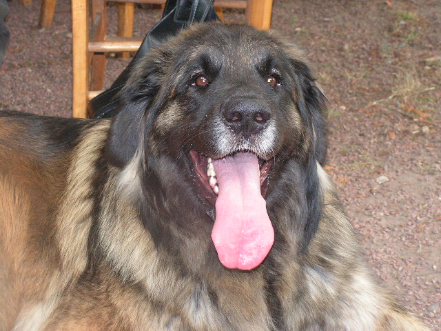 Volga de la Citadelle D'Hermance