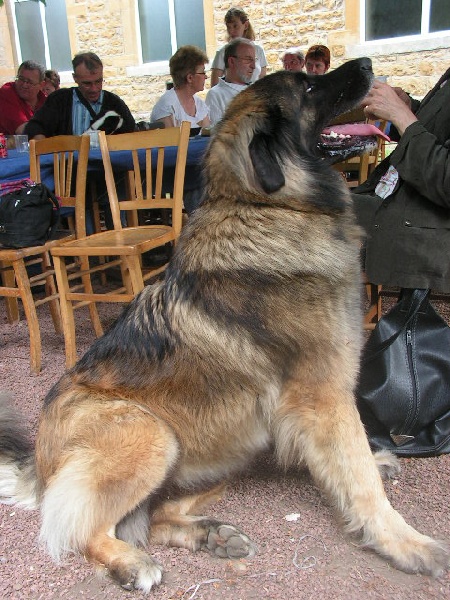 Volga de la Citadelle D'Hermance