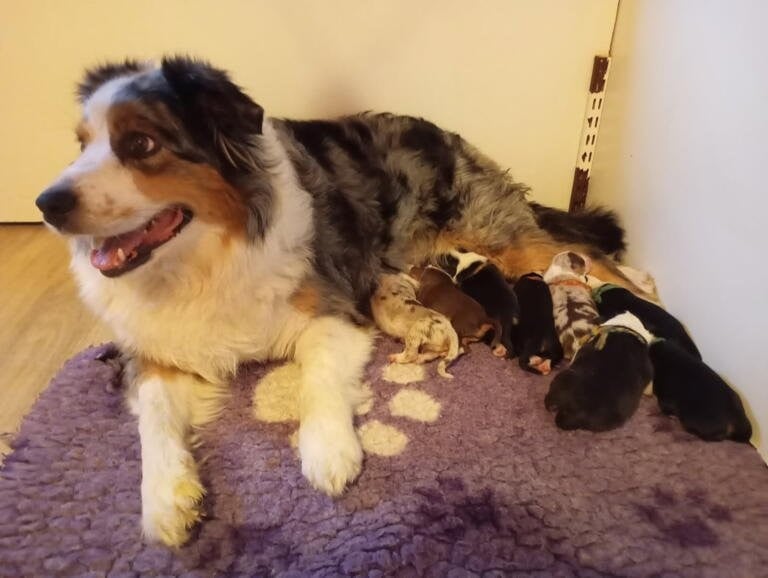 Berger Australien - de la Citadelle D'Hermance