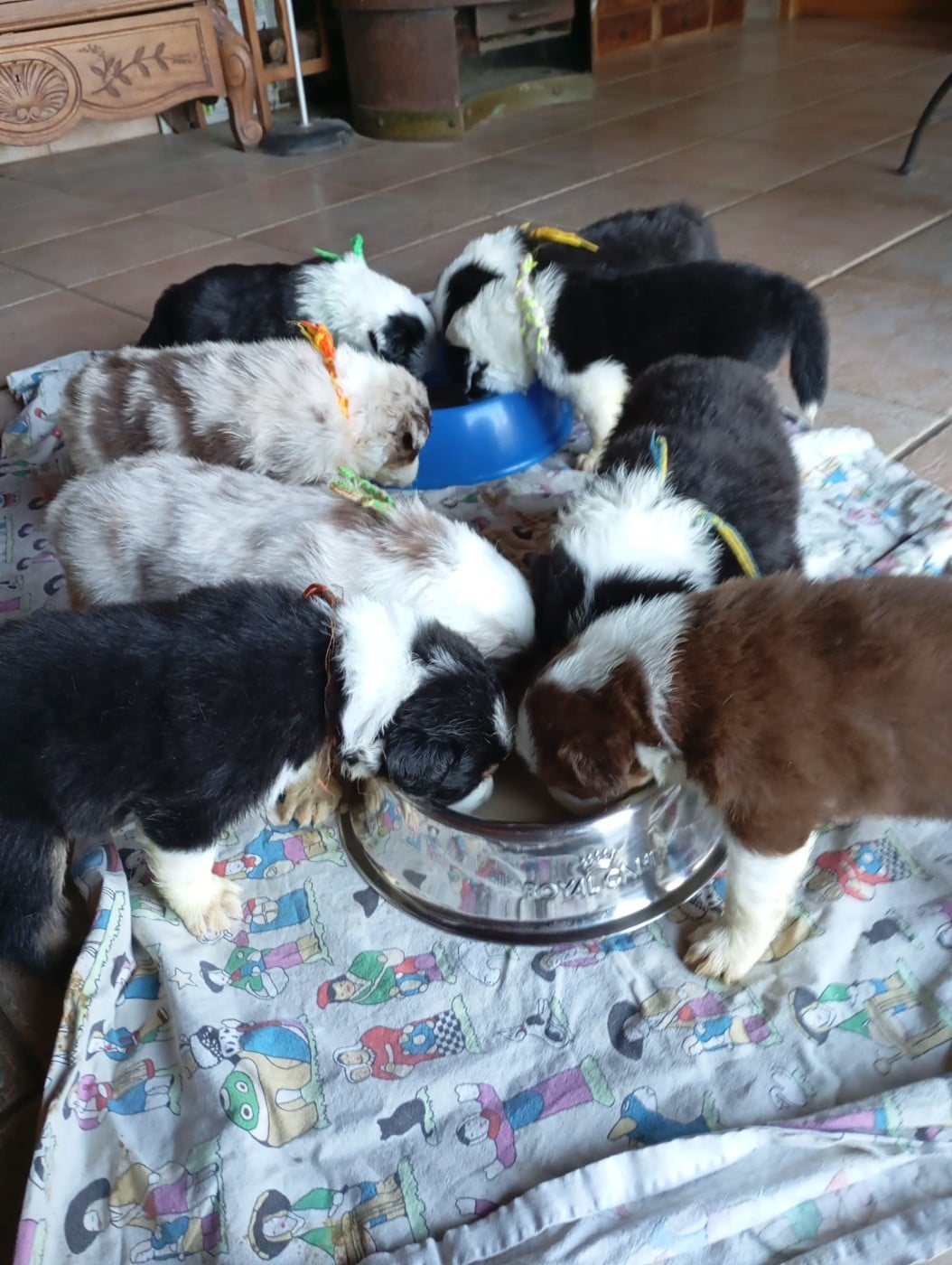 Berger Australien - de la Citadelle D'Hermance