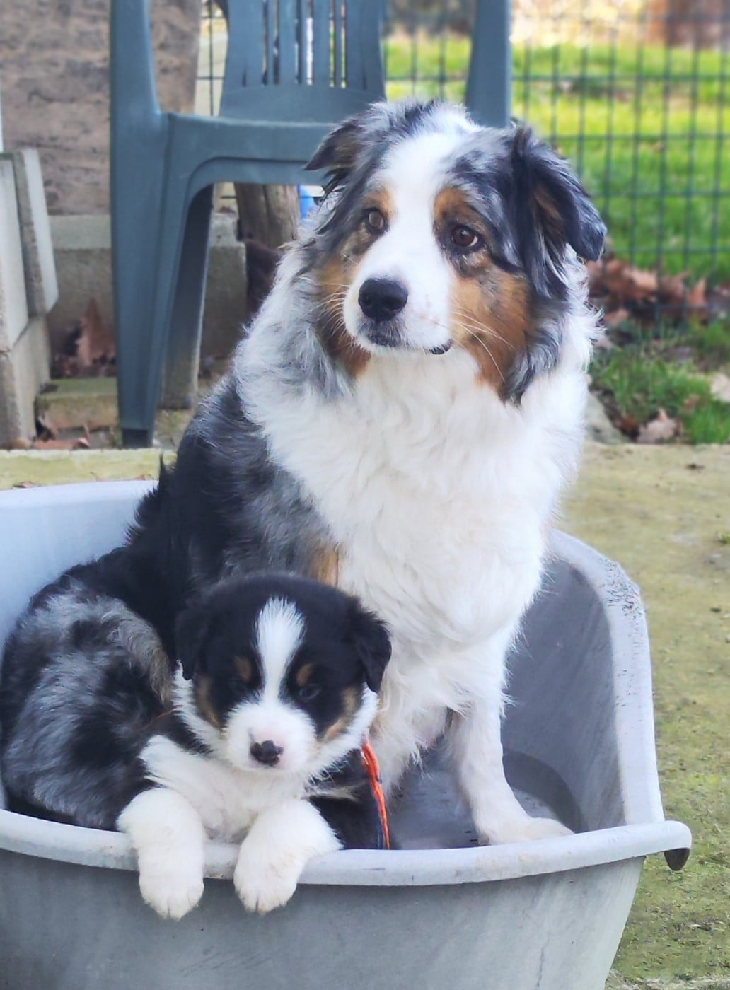 Berger Australien - de la Citadelle D'Hermance