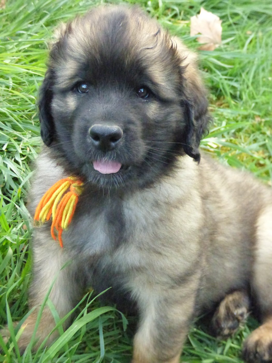 Leonberger - de la Citadelle D'Hermance