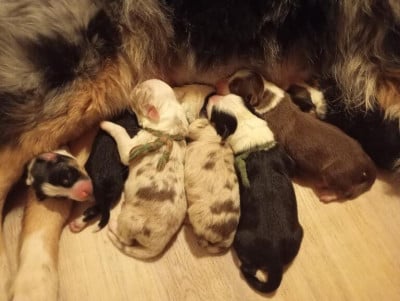 Les chiots de Berger Australien