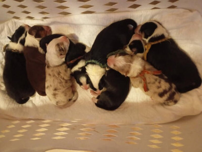 Les chiots de Berger Australien