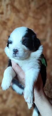 Les chiots de Berger Australien
