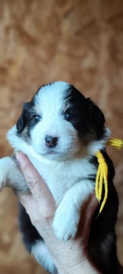 Les chiots de Berger Australien
