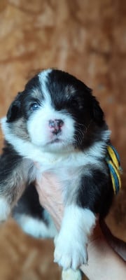Les chiots de Berger Australien