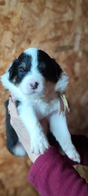 Les chiots de Berger Australien