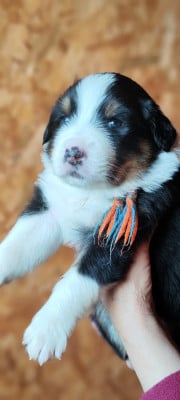 Les chiots de Berger Australien