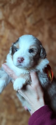 Les chiots de Berger Australien