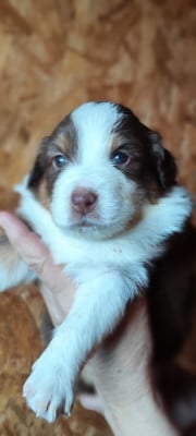 Les chiots de Berger Australien