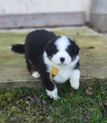 Les chiots de Berger Australien