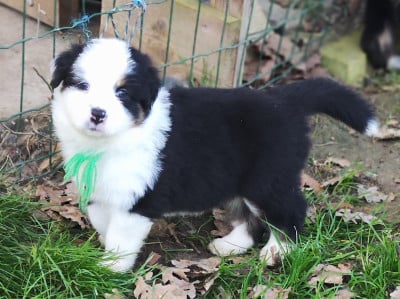 Les chiots de Berger Australien