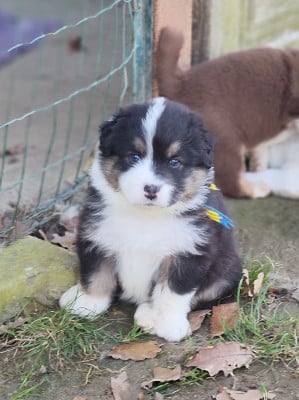 Les chiots de Berger Australien