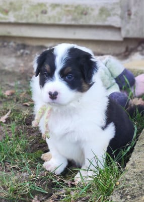 Les chiots de Berger Australien