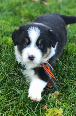 Les chiots de Berger Australien