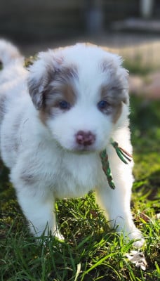 Les chiots de Berger Australien
