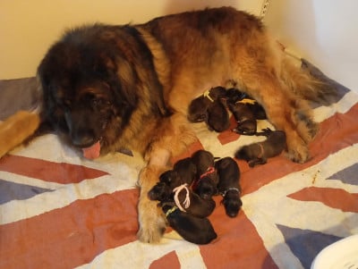 Les chiots de Leonberger