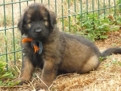 Les chiots de Leonberger
