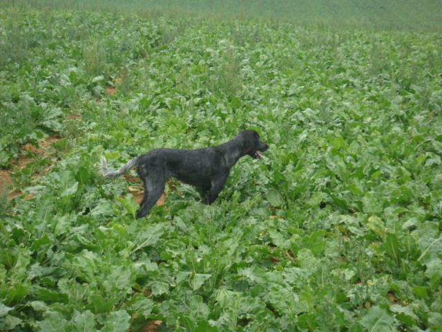 Publication : du Clos Maldav Auteur : Jean Chritophe Piat