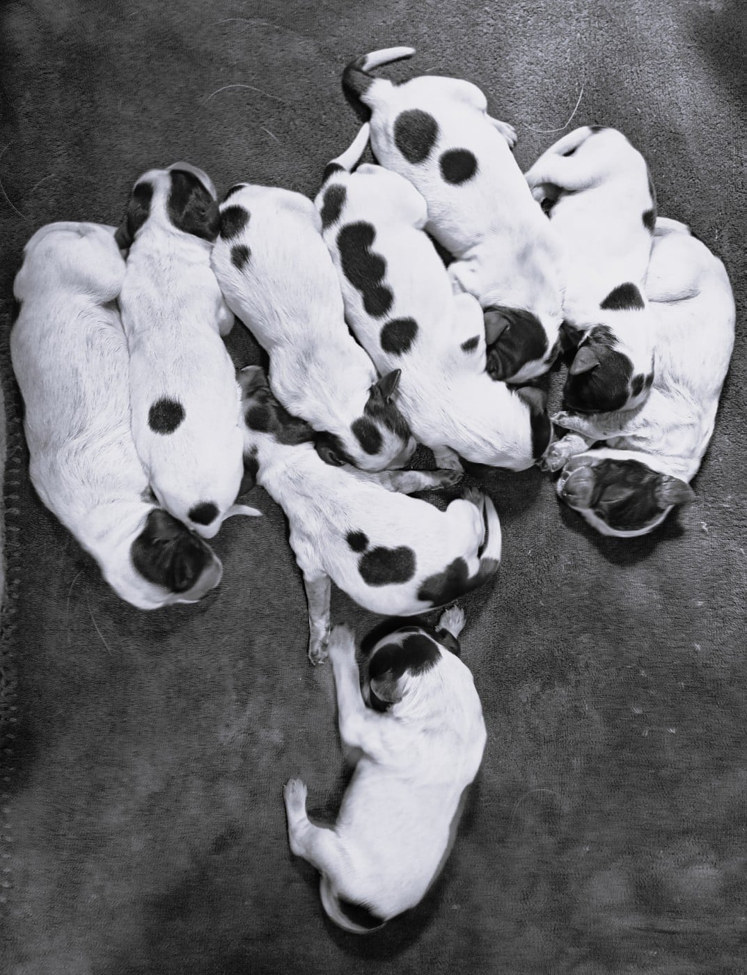 CHIOT 3 - Epagneul bleu de Picardie