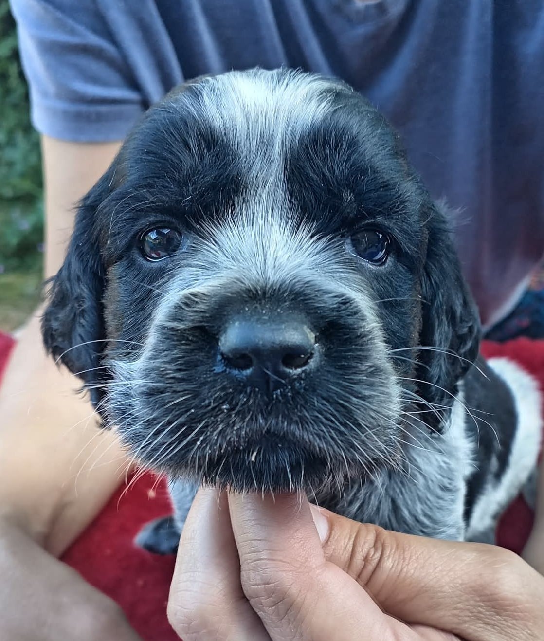 BETSY COLLIER ROSE CLAIR
