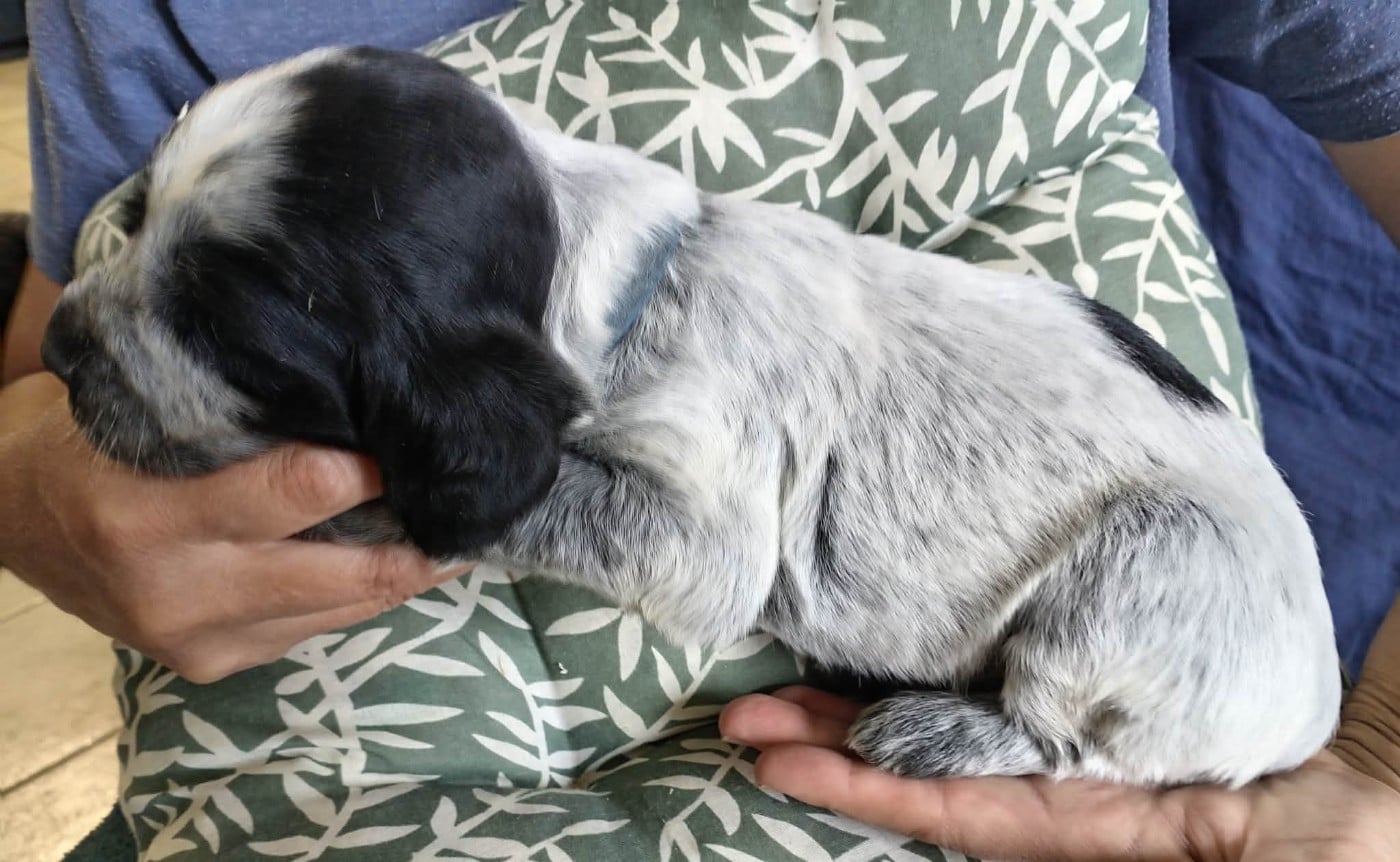 Chiot N°2