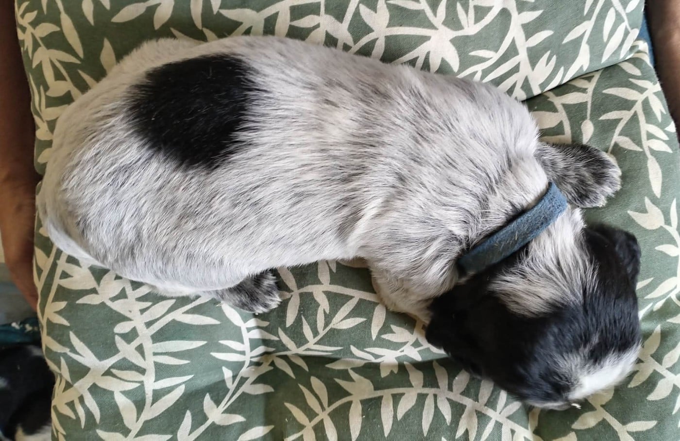 Chiot N°2