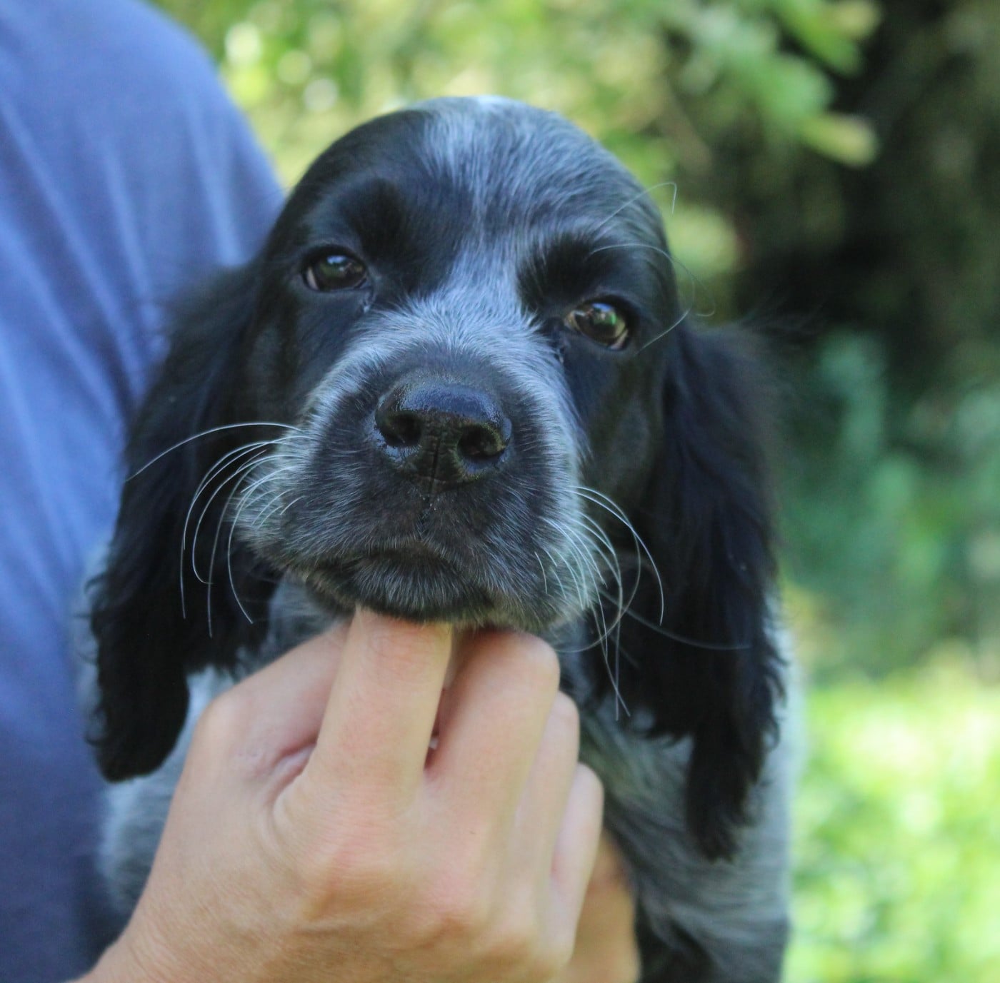 CHIOT 7 BLEU FONCE
