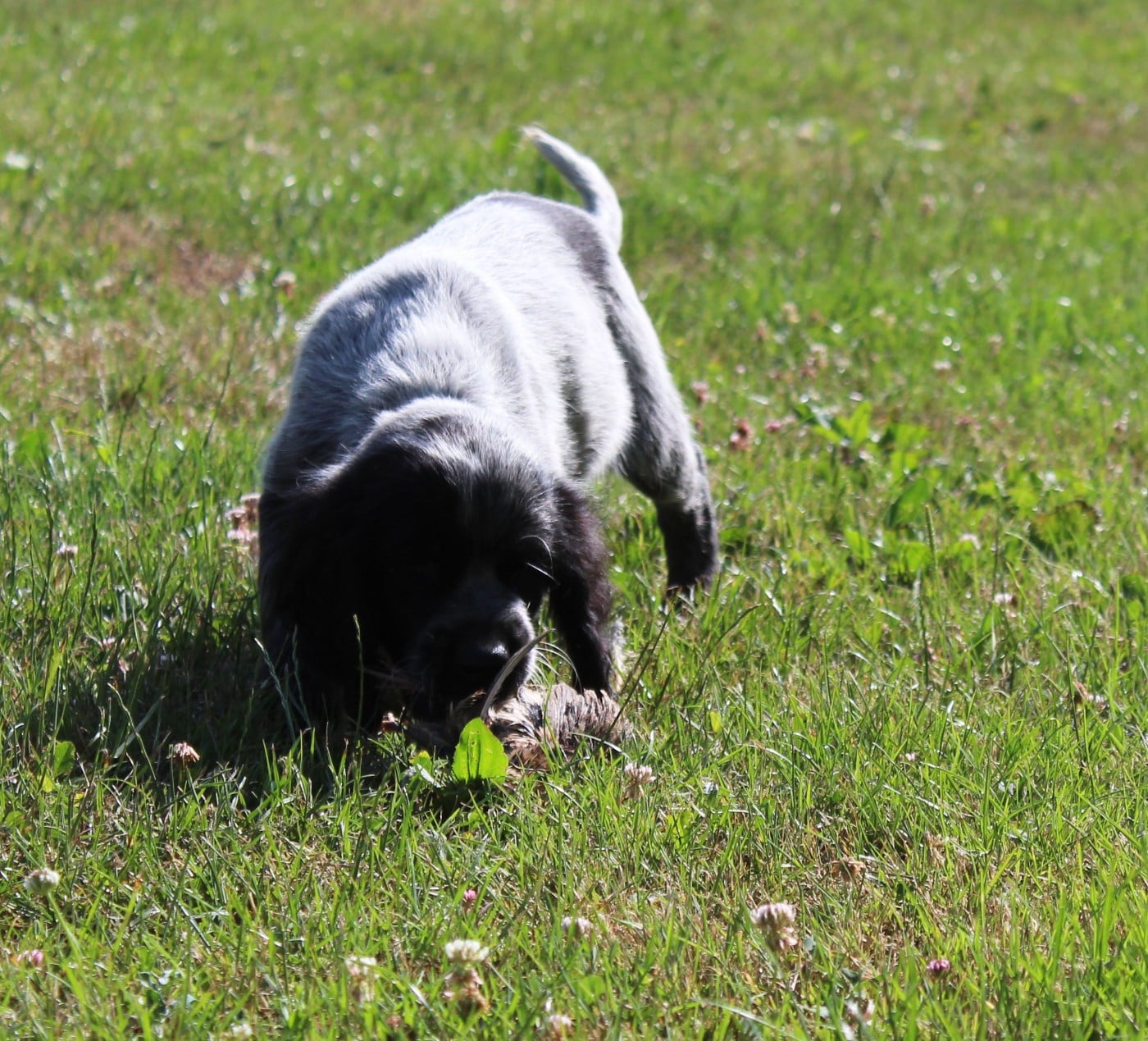 CHIOT 7 BLEU FONCE