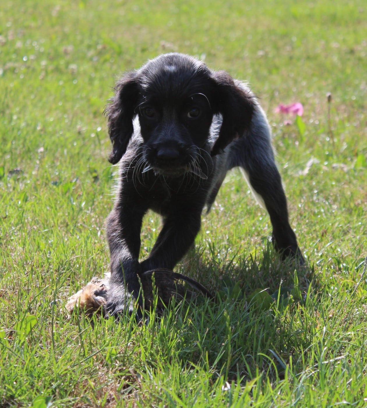 CHIOT 9 BLEU CLAIR