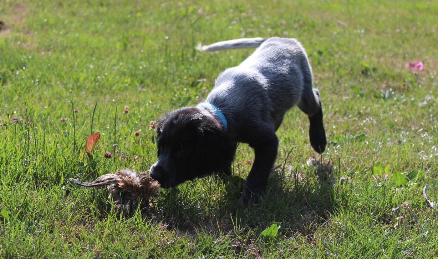 CHIOT 9 BLEU CLAIR