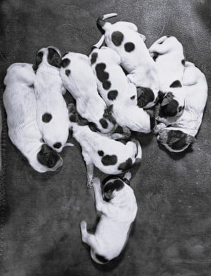 Les chiots de Epagneul bleu de Picardie