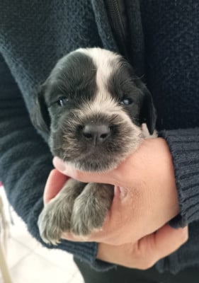 Les chiots de Epagneul bleu de Picardie