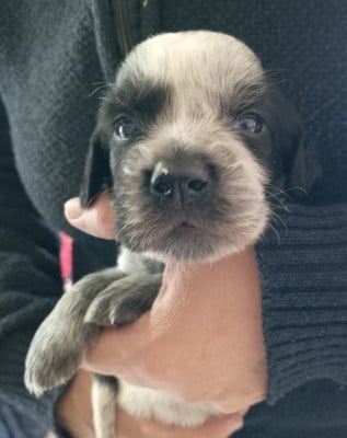 Les chiots de Epagneul bleu de Picardie