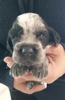 Les chiots de Epagneul bleu de Picardie