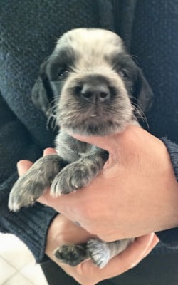 Les chiots de Epagneul bleu de Picardie