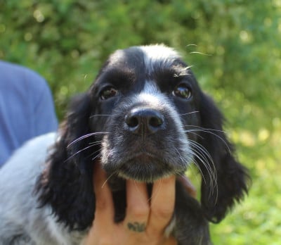 Les chiots de Epagneul bleu de Picardie