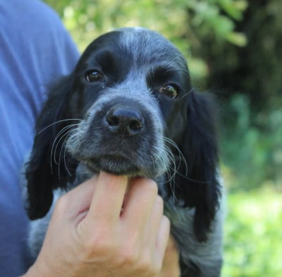 Les chiots de Epagneul bleu de Picardie