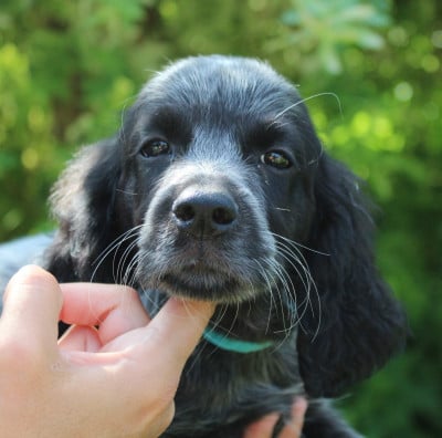 Les chiots de Epagneul bleu de Picardie