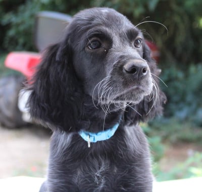 Les chiots de Epagneul bleu de Picardie