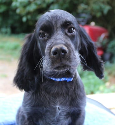 Les chiots de Epagneul bleu de Picardie