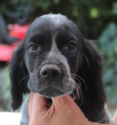 Les chiots de Epagneul bleu de Picardie