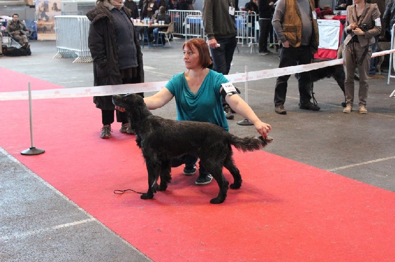 TR. CH. Fan du Clos Maldav - CACS en Classe Champion - CACIB - Meilleur de race