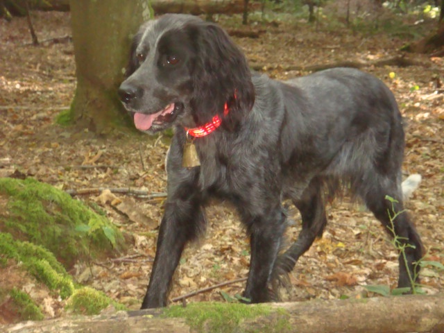 TR. CH. Fan du Clos Maldav - 1ère Excellente CACS Classe Travail Femelle